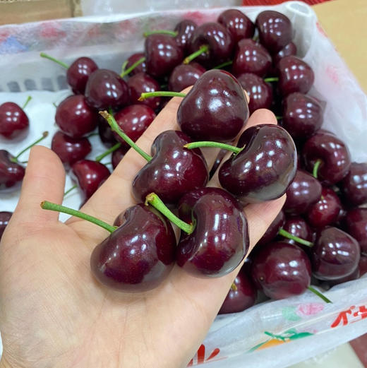 吉塞拉 大樱桃 商品图7