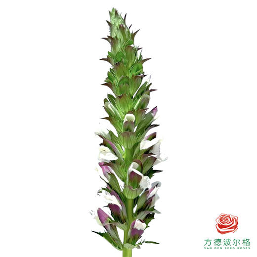 鸭嘴花 商品图1