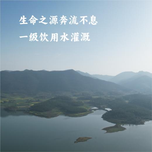 【2025年秋收】谦益香畴洋西早大米5斤 自然农耕 京山桥米代表品种 古时贡米 含长粒籼米 清香软糯 商品图3