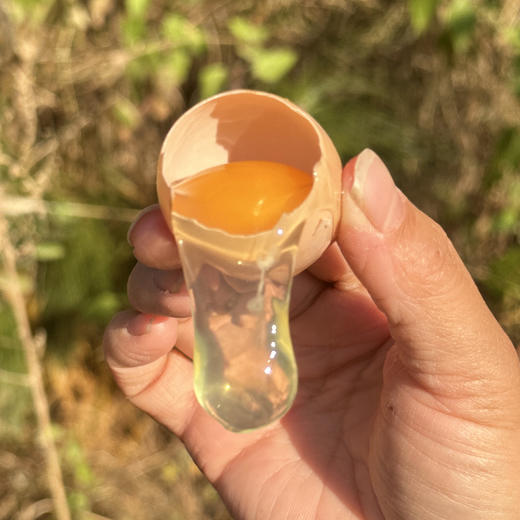 跑山鸡土鸡蛋 ，味道醇香，营养丰富 商品图0