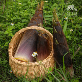 生态春笋（毛竹笋） | 绿家自产* Ecological Bamboo Shoots | In-House Production