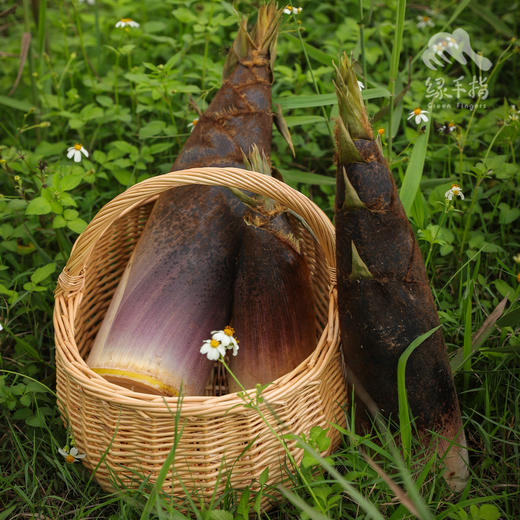 生态春笋（毛竹笋） | 绿家自产* Ecological Bamboo Shoots | In-House Production 商品图0