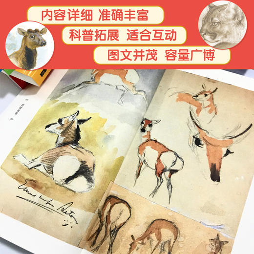 【青葫芦】【新版】西顿动物记（套装共15册）7-12岁小学生课外阅读书籍  入选2021年六年级课程儿童文学书目！ 商品图4