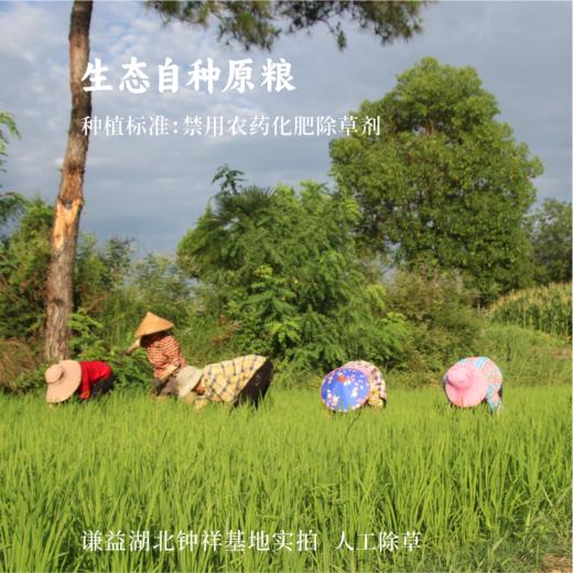 【2025年秋收】谦益香畴洋西早大米5斤 自然农耕 京山桥米代表品种 古时贡米 含长粒籼米 清香软糯 商品图2