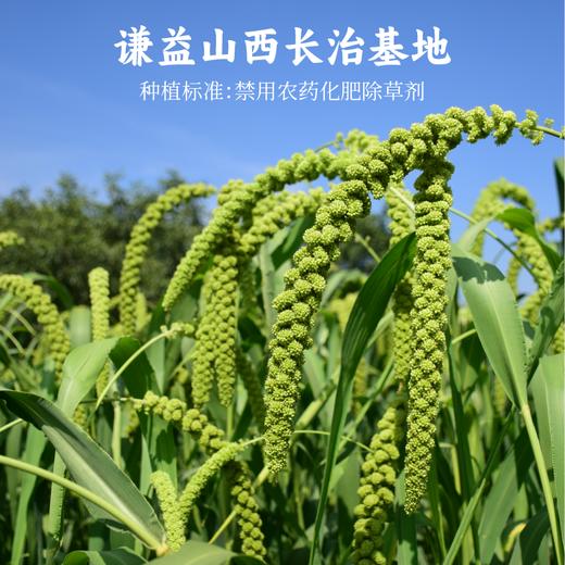 【2025年秋收】谦益香畴压塌楼小米2斤 山西太行山区 百年稀有老品种 自然农耕  色泽自然 孕妇月子粥 米油浓厚 商品图2