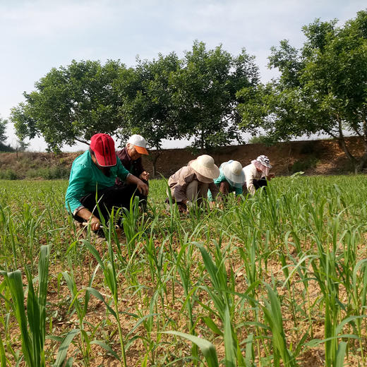 【2025年秋收】谦益香畴压塌楼小米2斤 山西太行山区 百年稀有老品种 自然农耕  色泽自然 孕妇月子粥 米油浓厚 商品图6