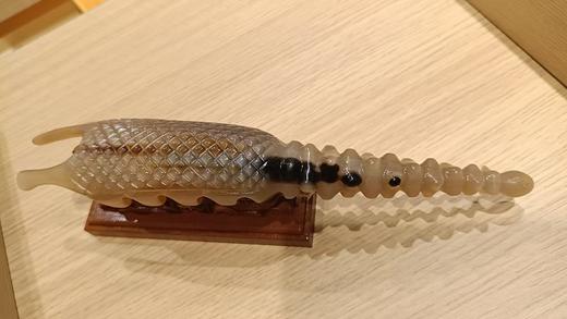 普通按摩狗 商品图0