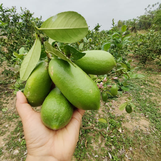 子弹头无籽香水柠檬，香气四溢，满满vc 商品图4