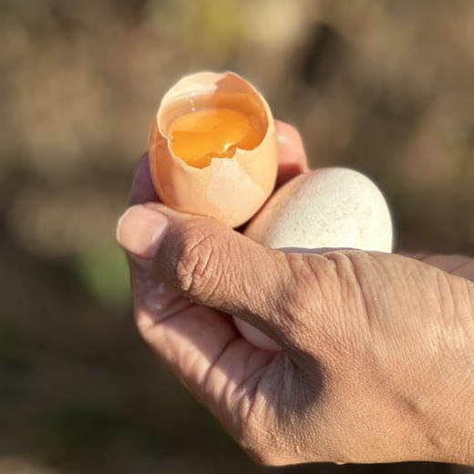 跑山鸡土鸡蛋 ，味道醇香，营养丰富 商品图2