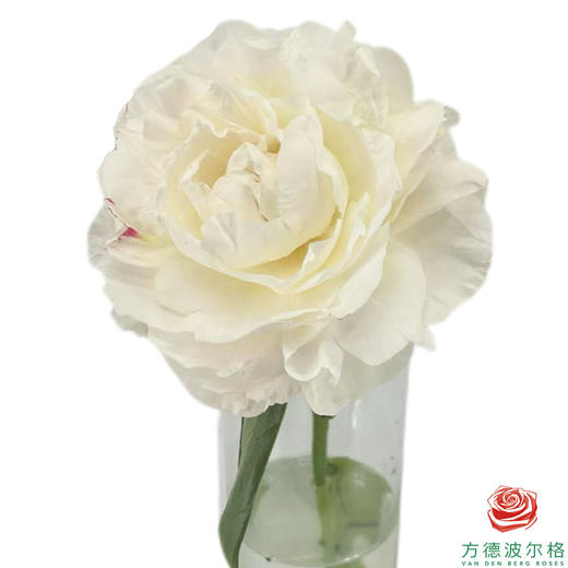 芍药 妈妈的选择 商品图1