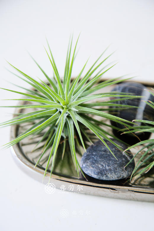 空气凤梨小精灵 商品图2