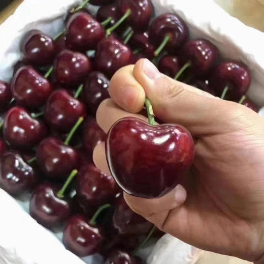 吉塞拉 大樱桃 商品图1