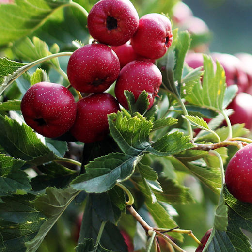 好吃解馋的小零食来啦~【物本源不添加山楂优块】比糖葫芦还好吃 开胃促消化一口就爱上！ 商品图5