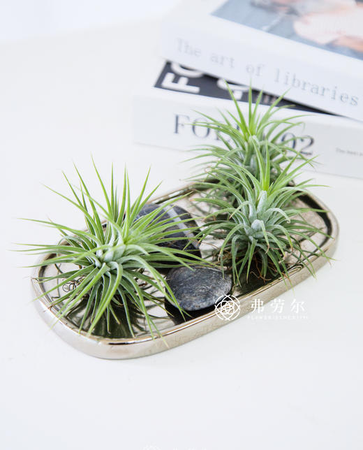 空气凤梨小精灵 商品图0