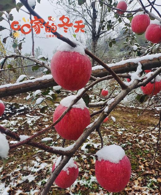 【京东顺丰送货上门】【果霸霸高糖苹果】高山晚采，高糖甜度佳，酥脆奶香【洛川】基地直邮 商品图0