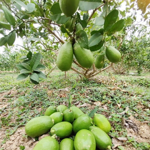 子弹头无籽香水柠檬，香气四溢，满满vc 商品图3