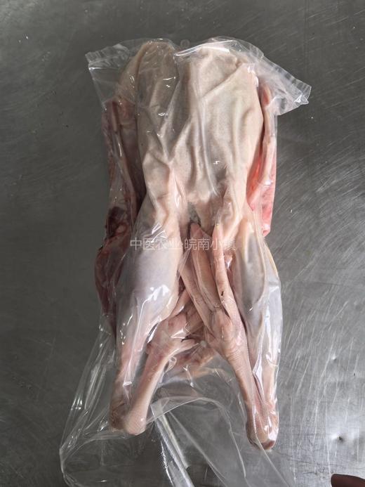 微山湖散养大鹅59元1只约5.8-6.5斤，净膛，明天到 商品图1