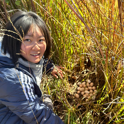 跑山鸡土鸡蛋 ，味道醇香，营养丰富 商品图4