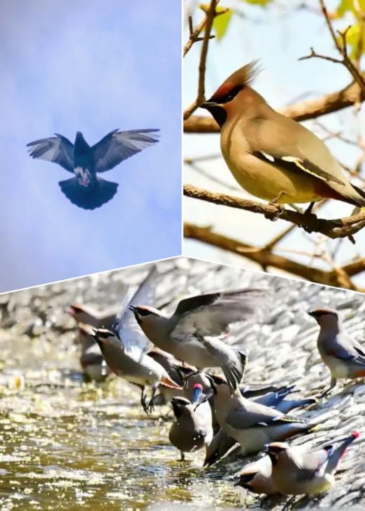 【博物通识】清明 观鸟-4.6上午青年湖和柳荫公园 4.6下午地坛公园 商品图1