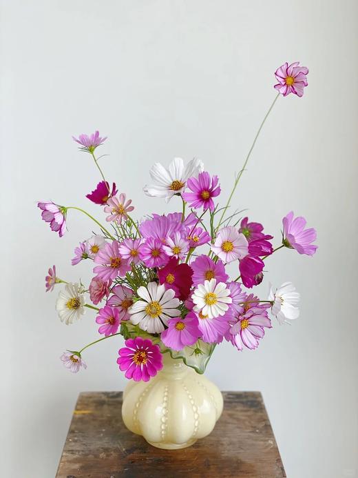 小众稀有格桑花鲜切花一扎 商品图1