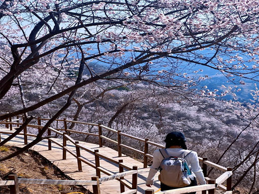 【望宝川徒步1日】百里丹霞千顷桃云の望宝川-东水峪桃花海环线10公里<初级> 商品图2