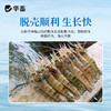 华畜虾大个水产养殖龙虾南美白对虾青沼虾生长催长素增采食虾大壮 商品缩略图5