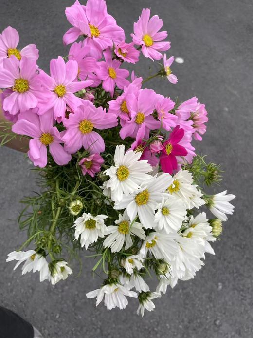 小众稀有格桑花鲜切花一扎 商品图6