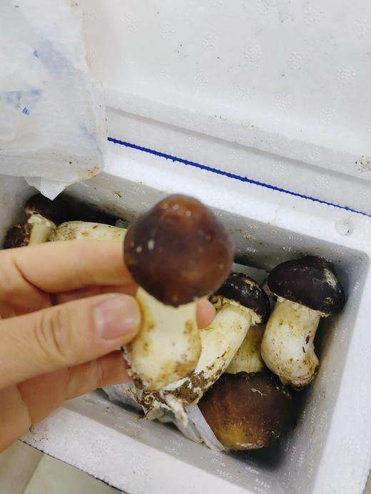 松茸2斤 商品图2