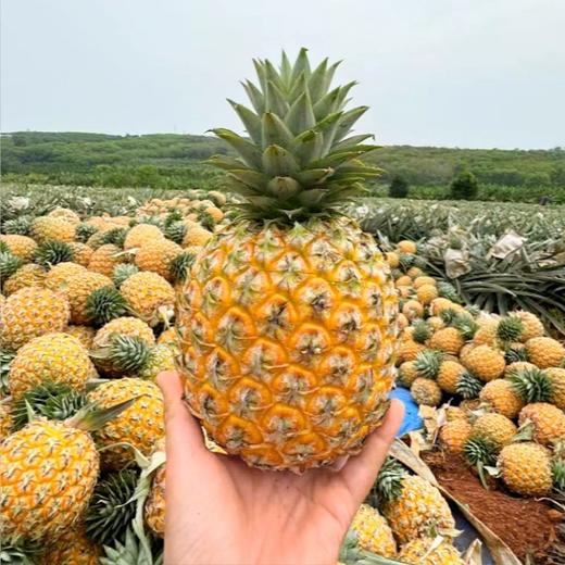 【顺丰/京东】海南树上熟芒果凤梨  凤梨菠萝 金芒香甜多汁 新鲜水果 - ATX 商品图4