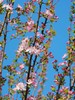 精品花材苹果花鲜切枝条 商品缩略图2