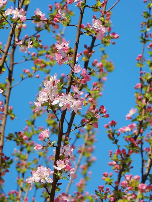 精品花材苹果花鲜切枝条 商品图2