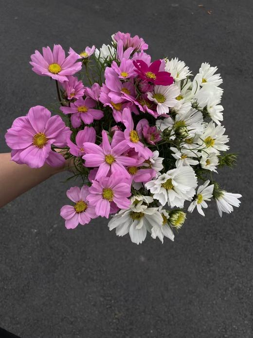 小众稀有格桑花鲜切花一扎 商品图7