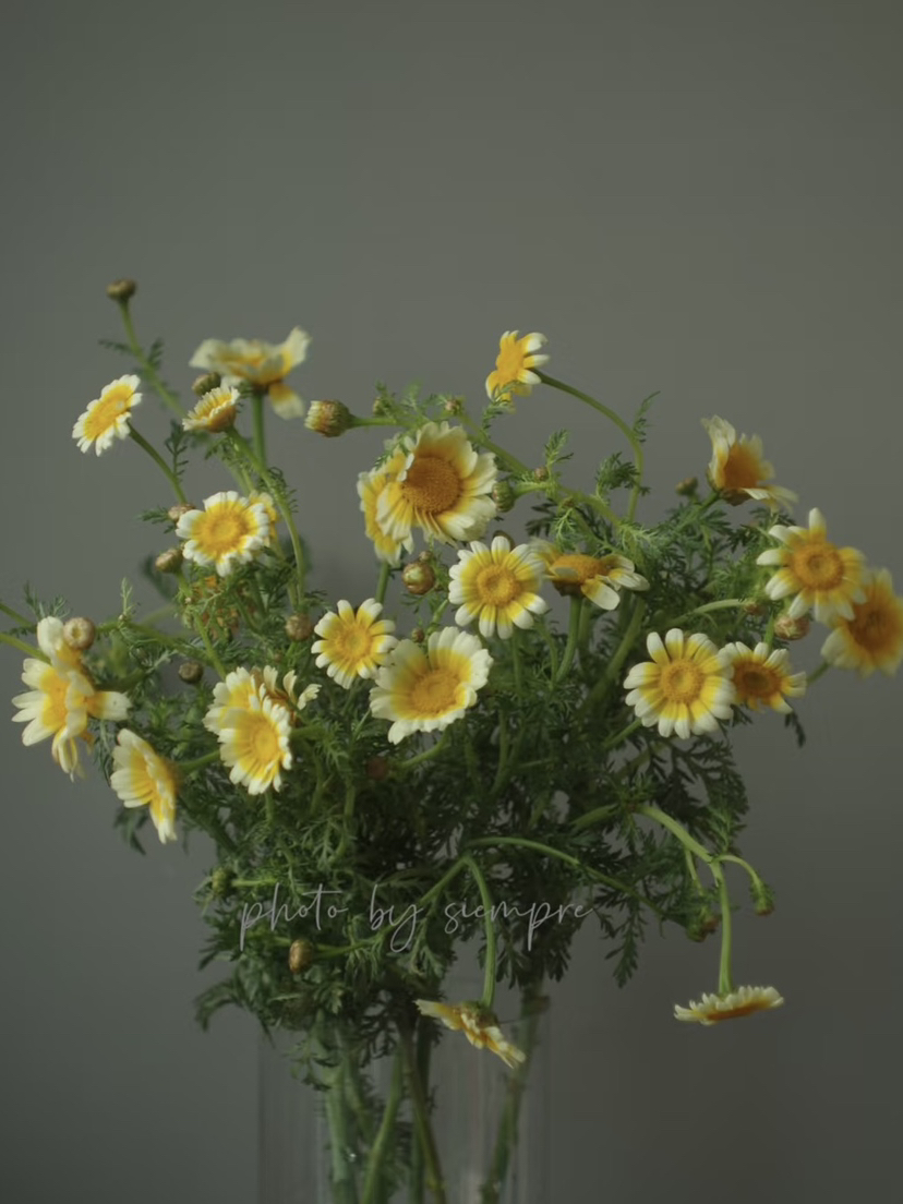 国产花材-【黄金菊】