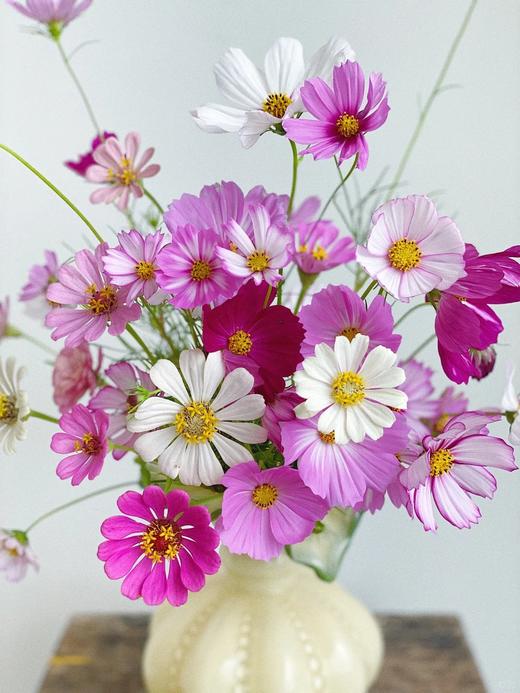 小众稀有格桑花鲜切花一扎 商品图2