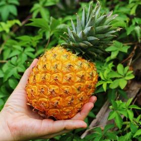 【顺丰/京东】海南树上熟芒果凤梨  凤梨菠萝 金芒香甜多汁 新鲜水果 - ATX