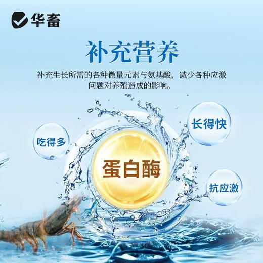 华畜虾大个水产养殖龙虾南美白对虾青沼虾生长催长素增采食虾大壮 商品图2