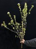 精品花材苹果花鲜切枝条 商品缩略图8