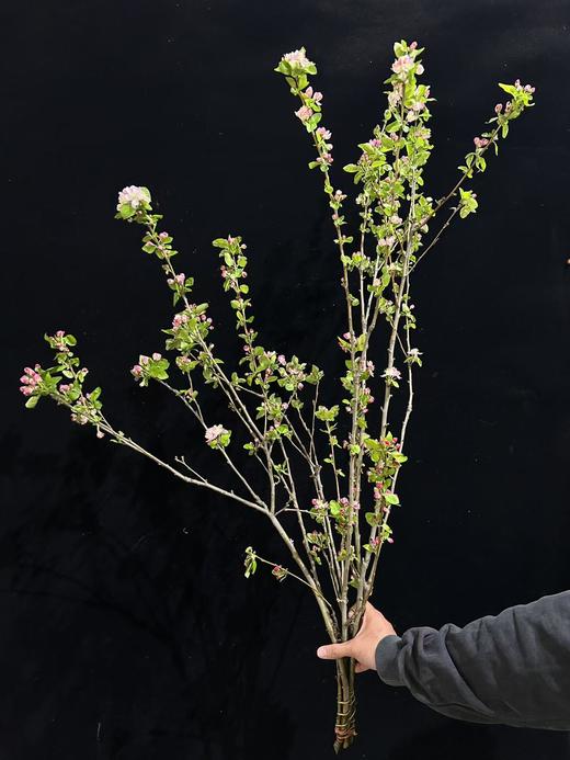 精品花材苹果花鲜切枝条 商品图8