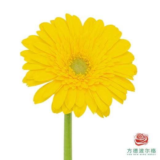 非洲菊 XS 加洛特10枝一扎 商品图1