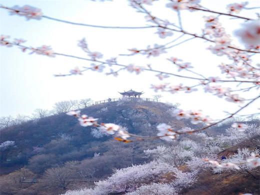 【望宝川徒步1日】百里丹霞千顷桃云の望宝川-东水峪桃花海环线10公里<初级> 商品图3