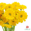 非洲菊 XS 加洛特10枝一扎 商品缩略图3
