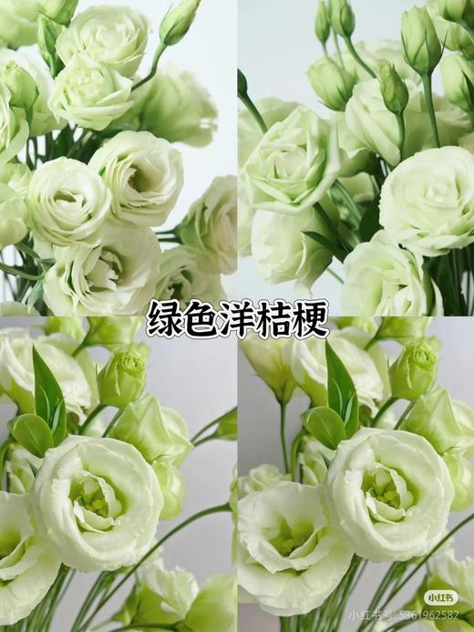 【洋桔梗的快乐】自选品种 商品图5