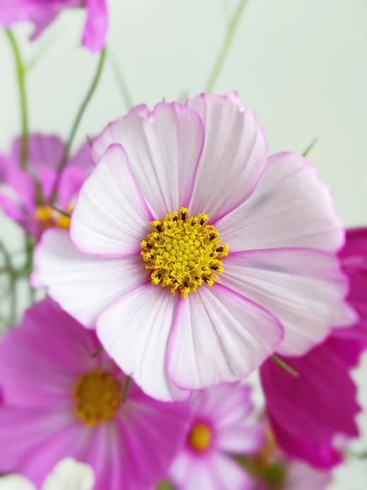 小众稀有格桑花鲜切花一扎 商品图4