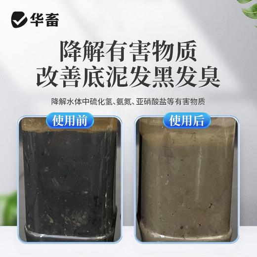 华畜粪硫菌改底颗粒水产养殖调水解毒改底地衣枯草芽孢杆菌底改王 商品图2