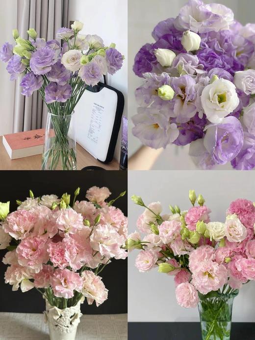 【洋桔梗的快乐】自选品种 商品图4