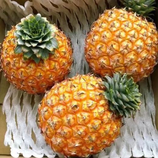【顺丰/京东】海南树上熟芒果凤梨  凤梨菠萝 金芒香甜多汁 新鲜水果 - ATX 商品图3