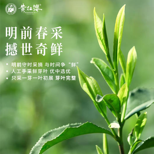 2025年早春黄红缨瓮安白茶 新茶上市 商品图2