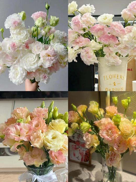 【洋桔梗的快乐】自选品种 商品图3