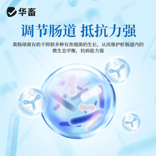 华畜虾大个水产养殖龙虾南美白对虾青沼虾生长催长素增采食虾大壮 商品图3