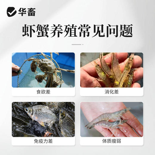 华畜虾蟹促长液鱼虾蟹海参牛蛙诱食开胃水产生长素催长猛长营养液 商品图1